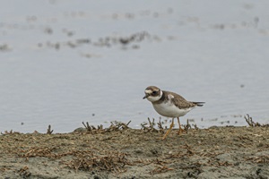 Sandregenpfeifer