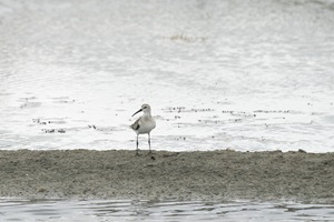 Vögel Bretagne